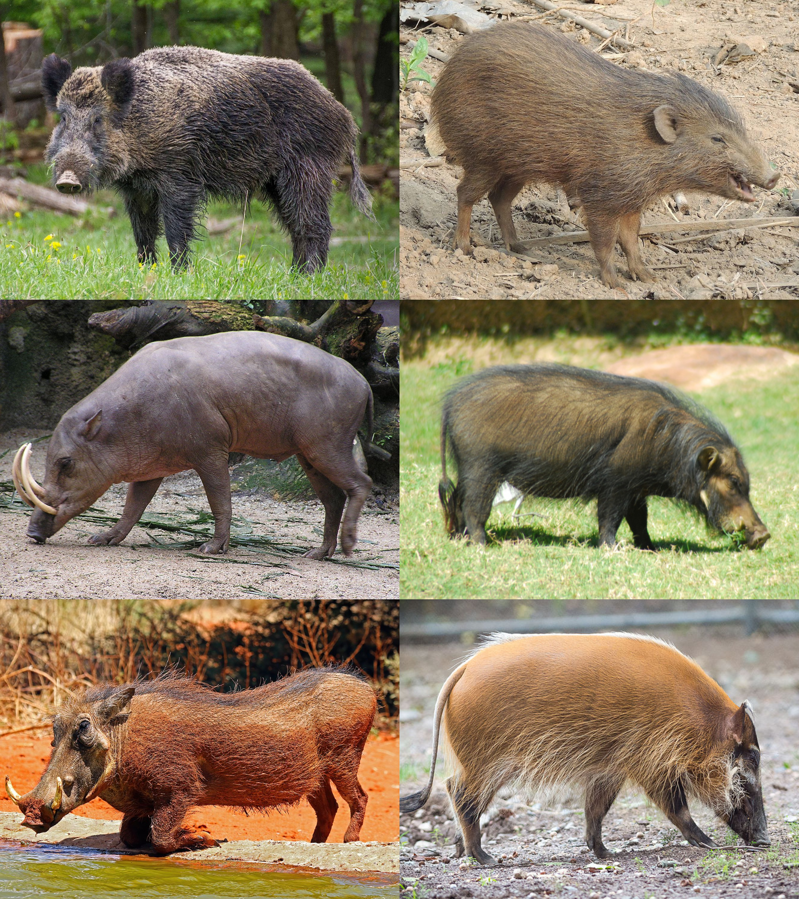 What is a family of wild boars called?