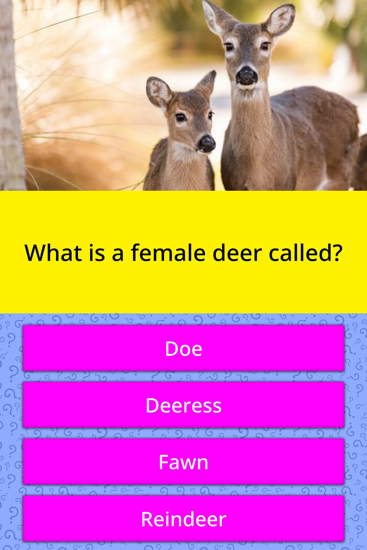 What is a female deer called in English?
