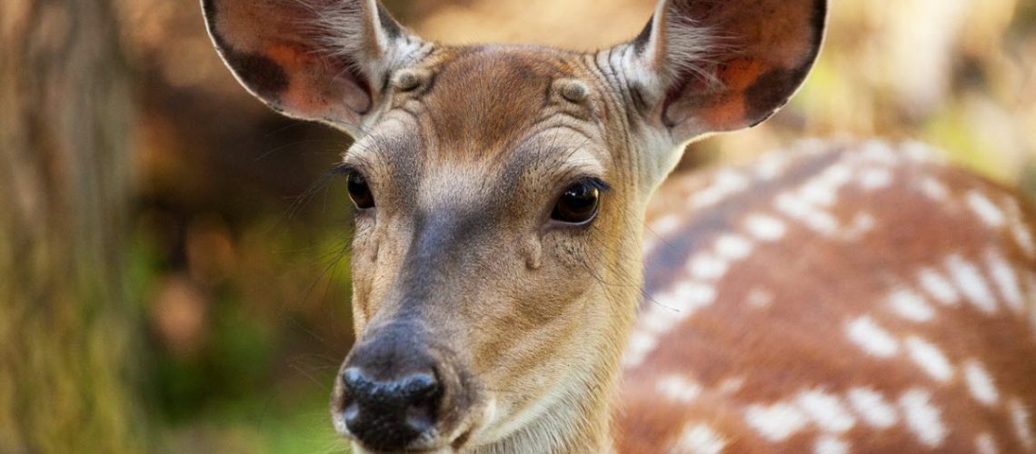 What is a female deer with antlers called?