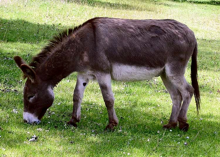 What is a female donkey called *?