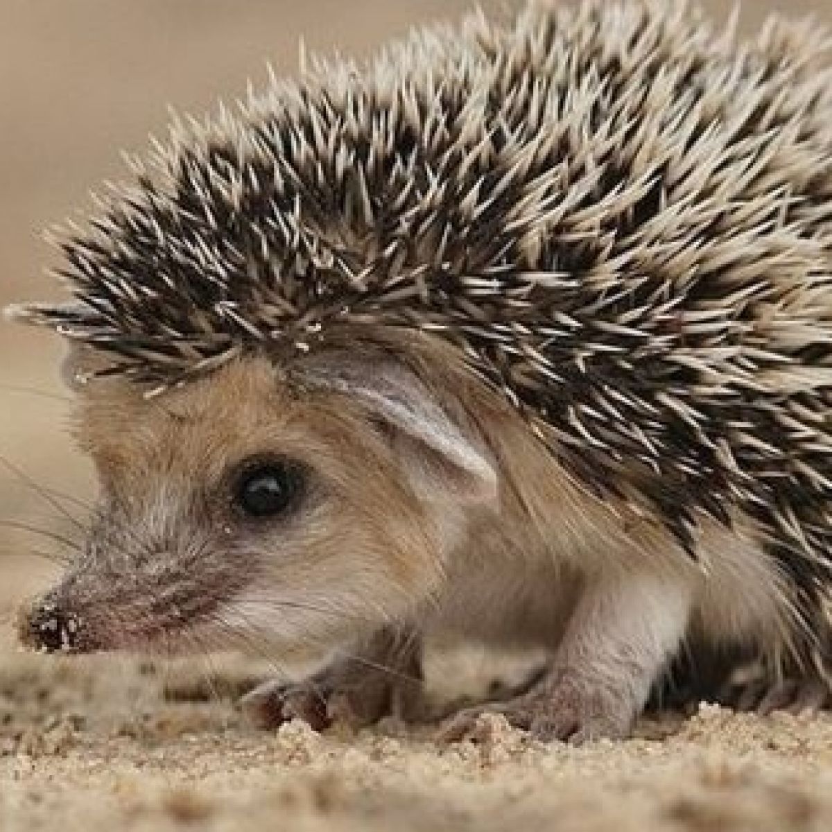 What is a female hedgehog called?