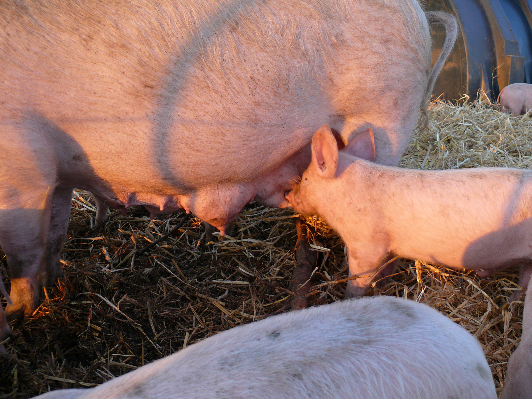 What is a female pig called before birth?