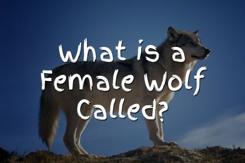 What is a female wolf called?