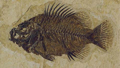 What is a fish fossil called?