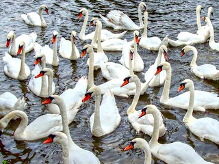 What is a flock of swans called?