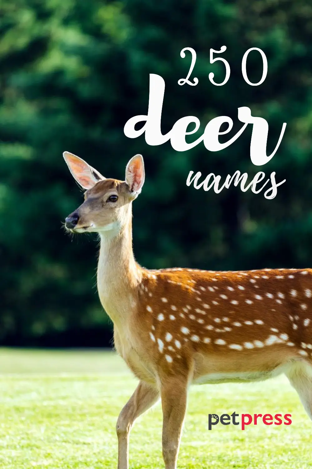 What is a good name for a baby deer?