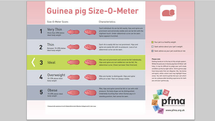 What is a good weight for a guinea pig?