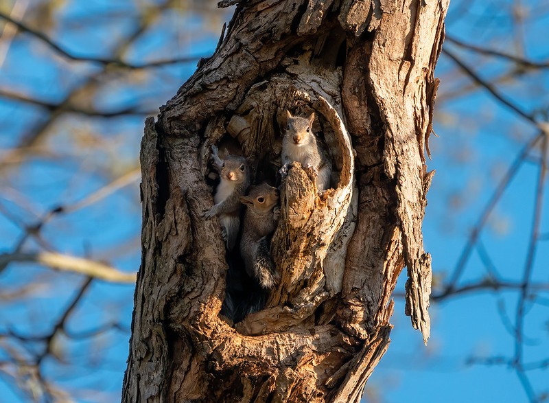 What is a grey squirrel nest called?