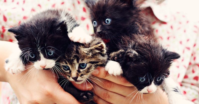 What is a group of baby kittens called?