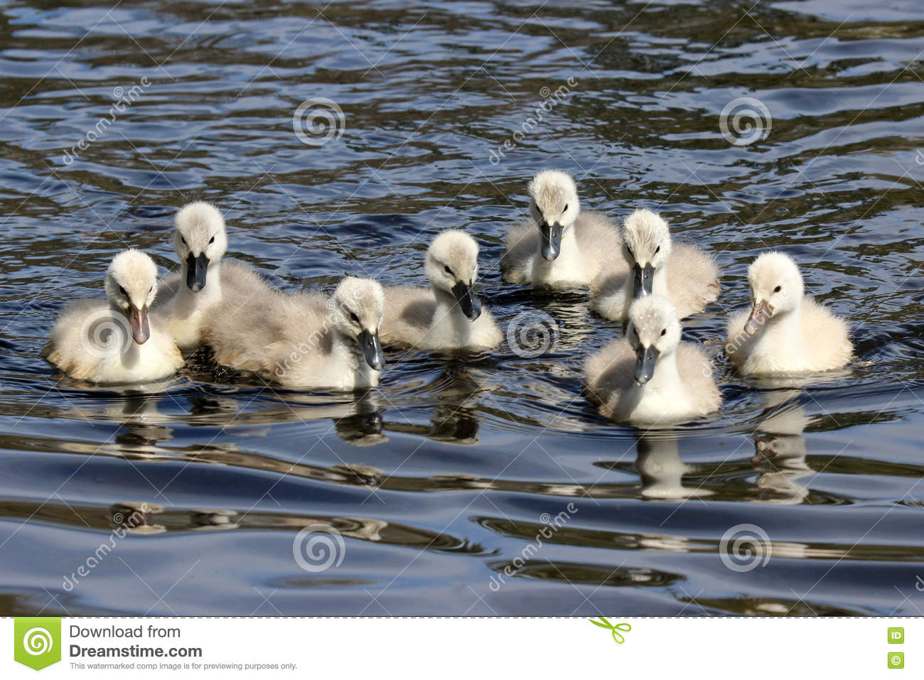 What is a group of baby swans?