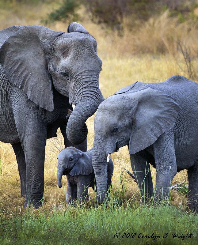 What is a group of female elephants called?