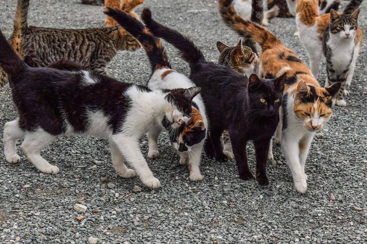 What is a group of feral cats called?
