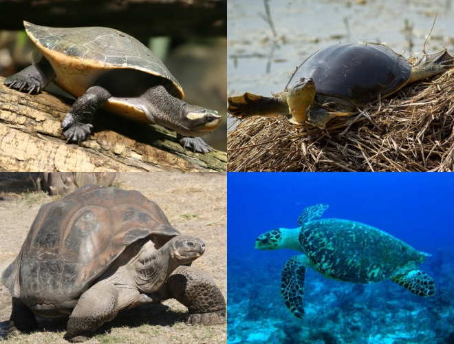 What is a group of freshwater turtles called?