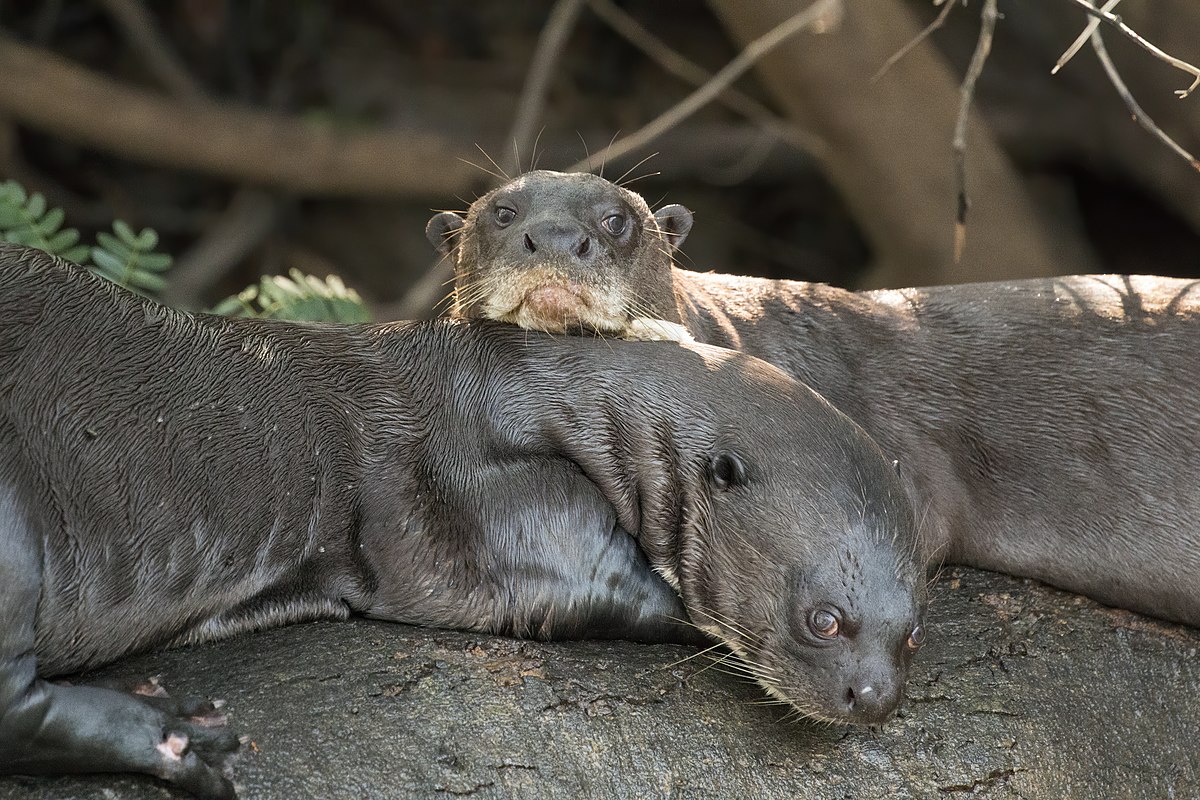 What is a group of giant otters called?