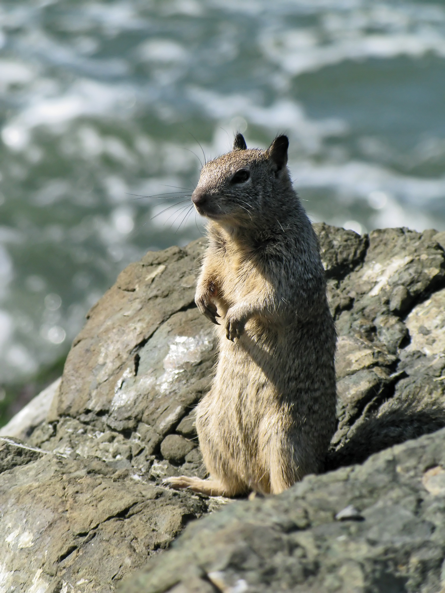 What is a group of ground squirrels called?