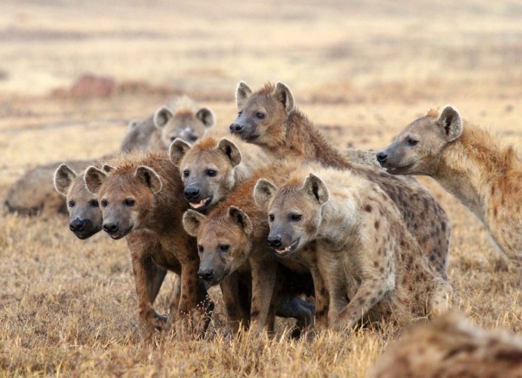 What is a group of hyenas called?