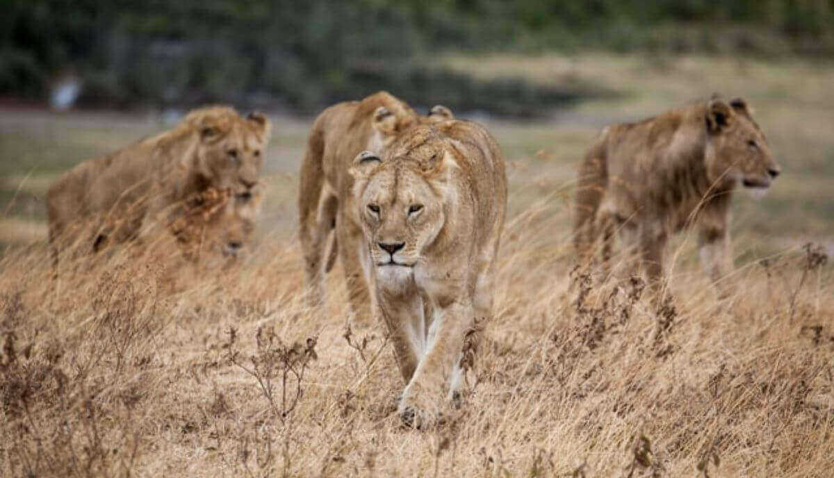 What is a group of lionesses called?
