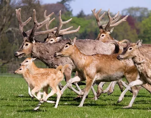What is a group of male deer called?
