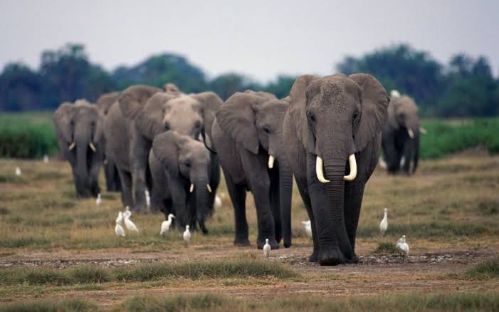 What is a group of male elephants called?