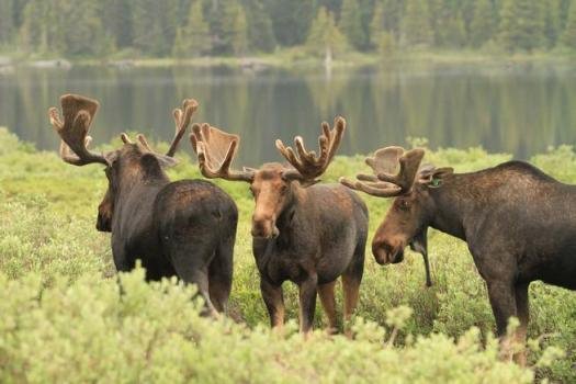 What is a group of moose called?