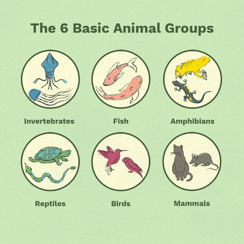 What is a group of one type of animal called?