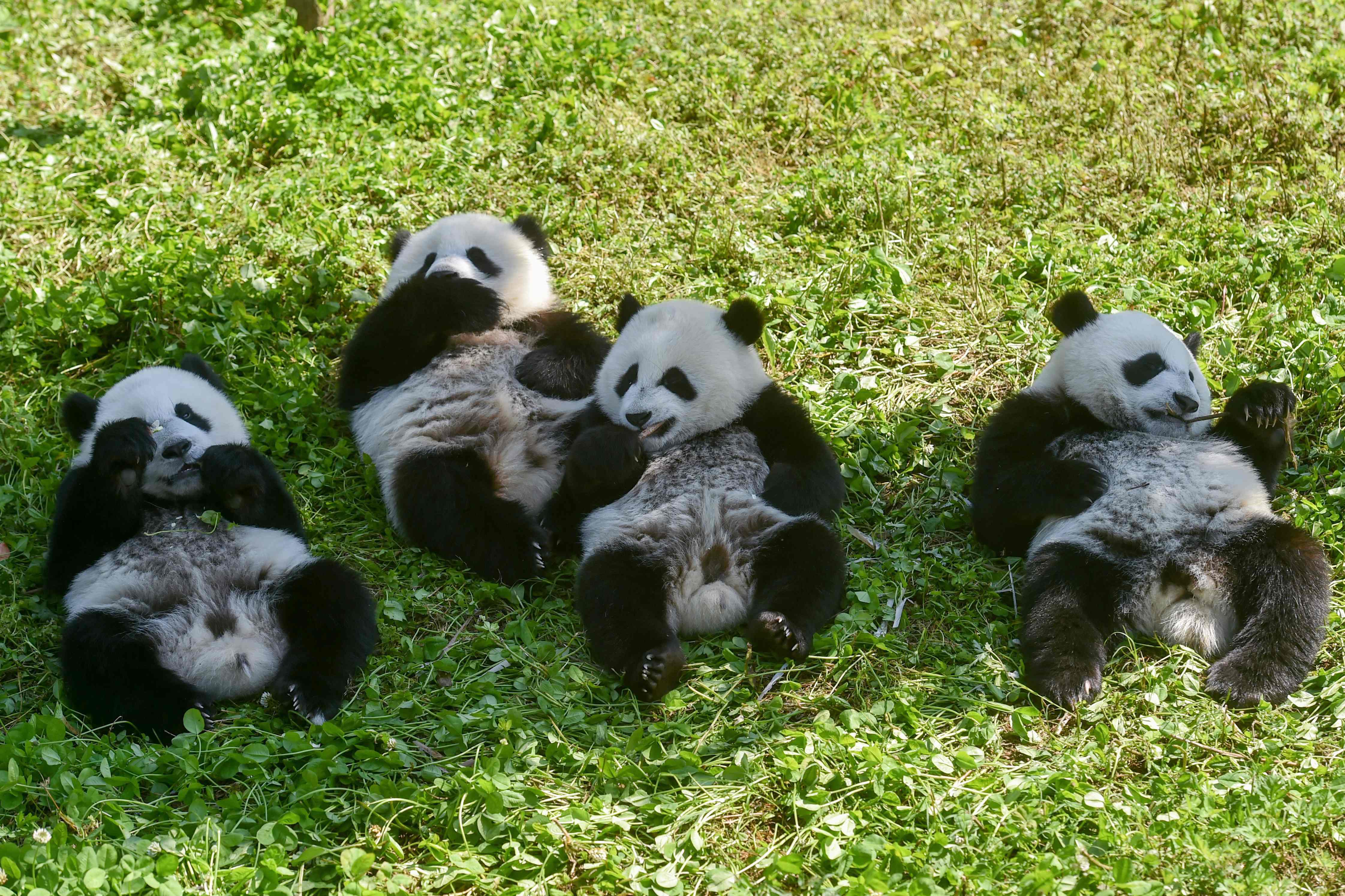 What is a group of pandas called?