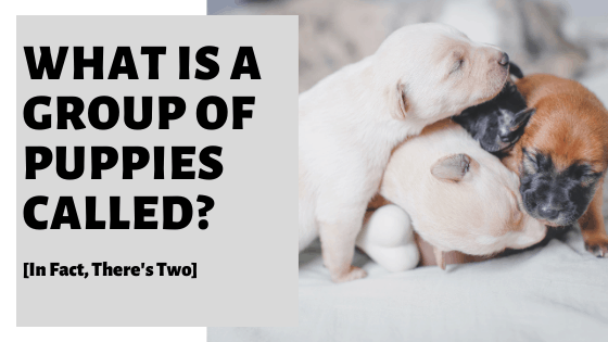 What is a group of puppies or kittens called?