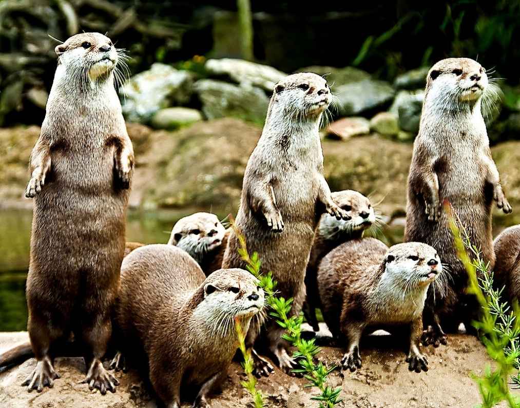 What is a group of river otters called?