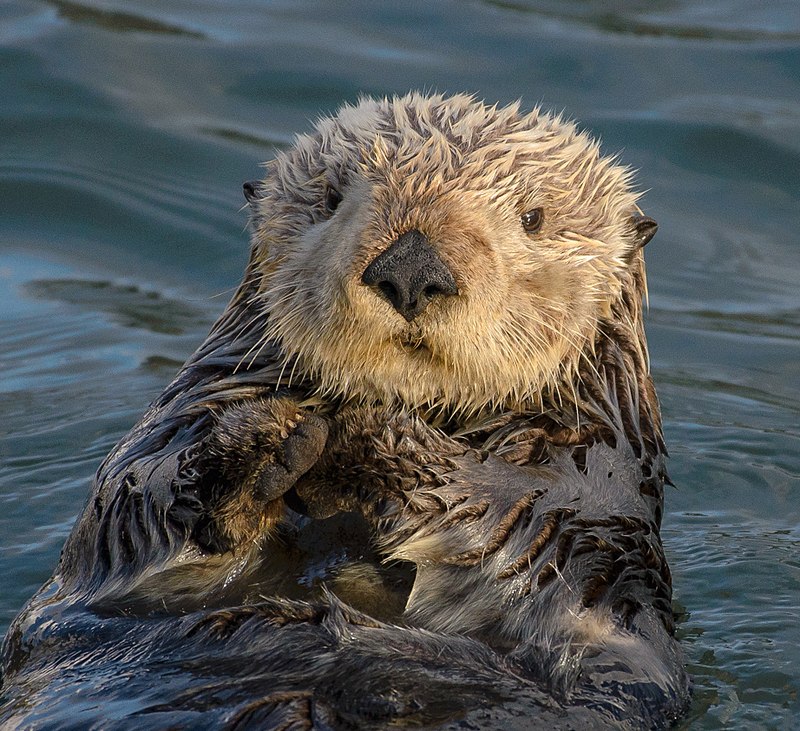 What is a group of sea otters on land called?