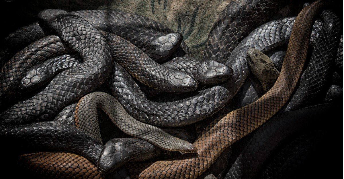 What is a group of snakes called?