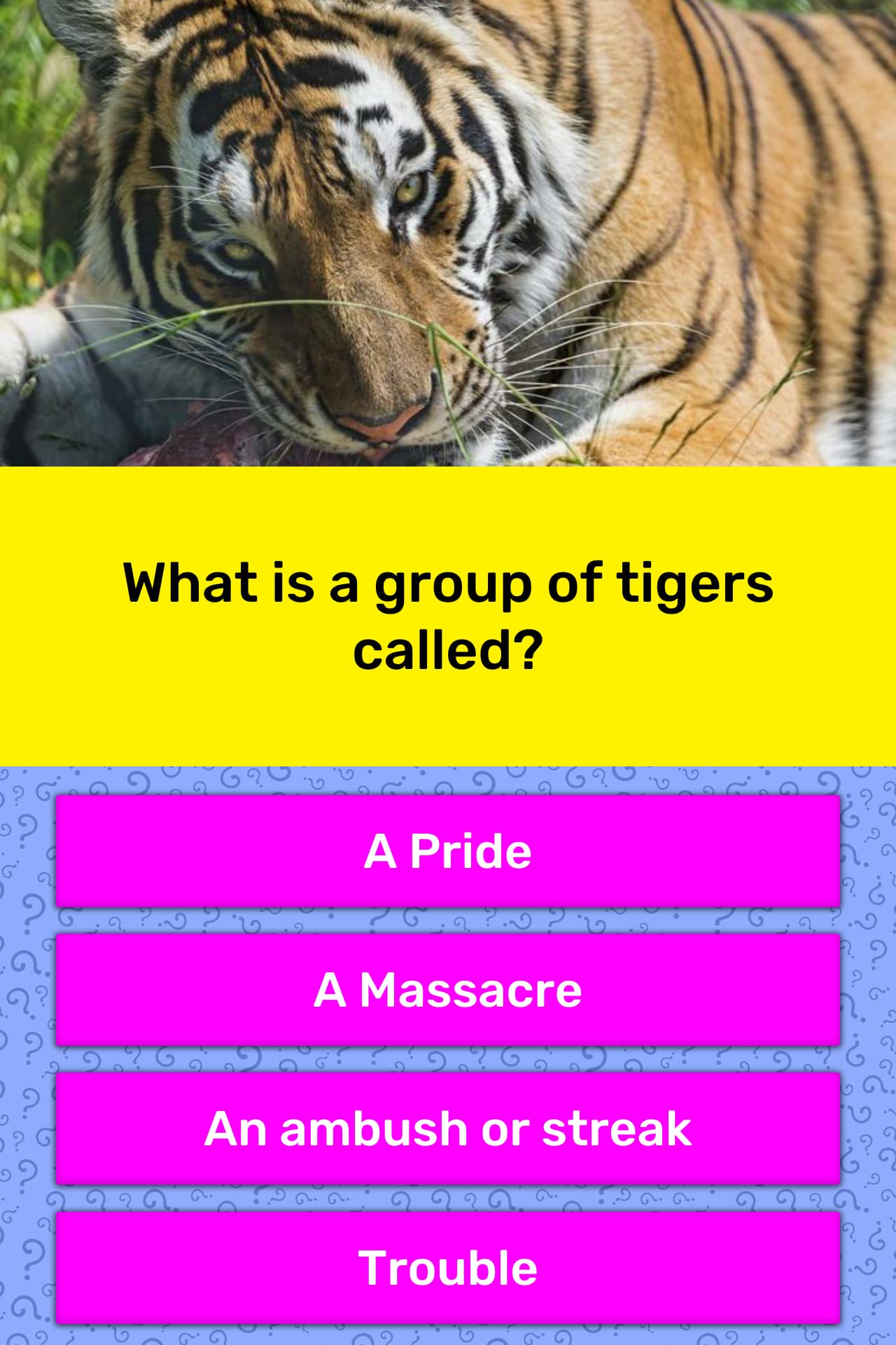What is a group of tigers called?
