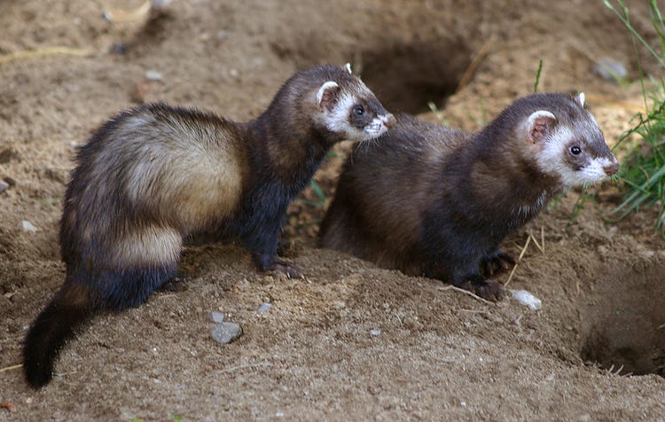 What is a group of weasels called?