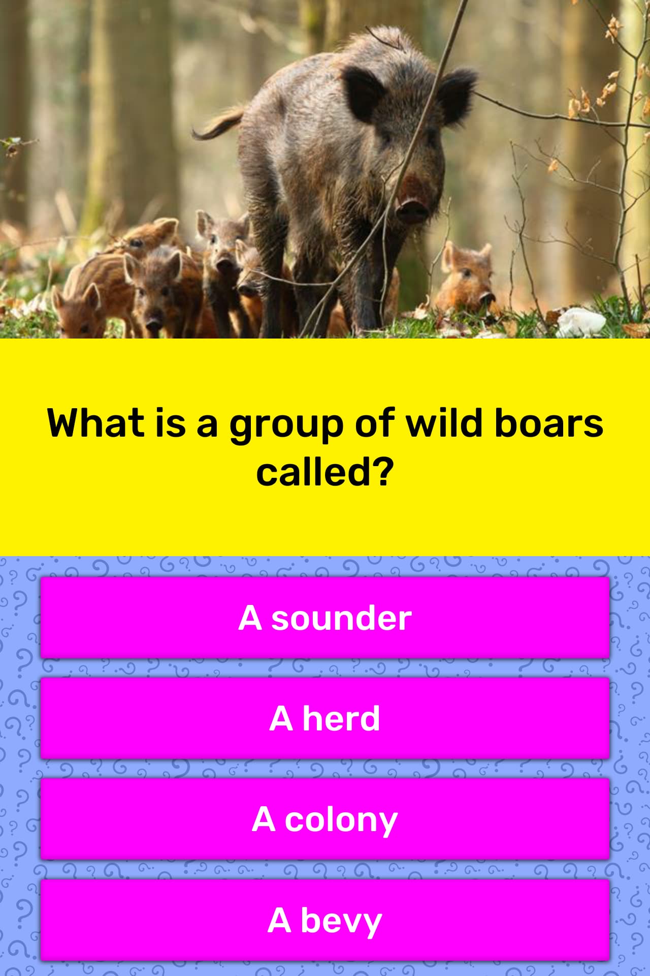 What is a group of wild boars called?