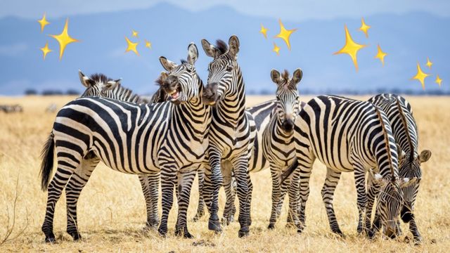 What is a group of zebra called?