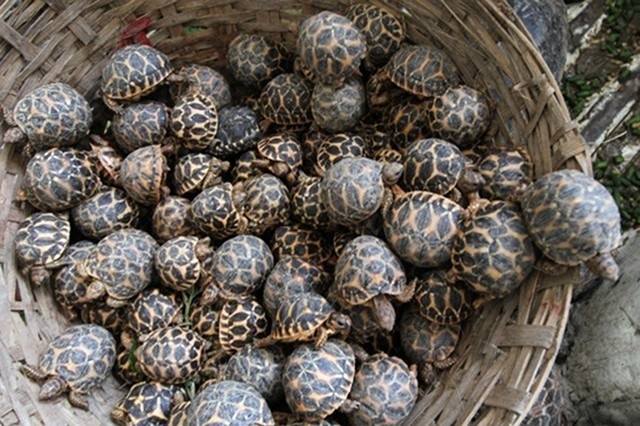 what-is-a-grouping-of-turtles-called-2022-animalia-life-club