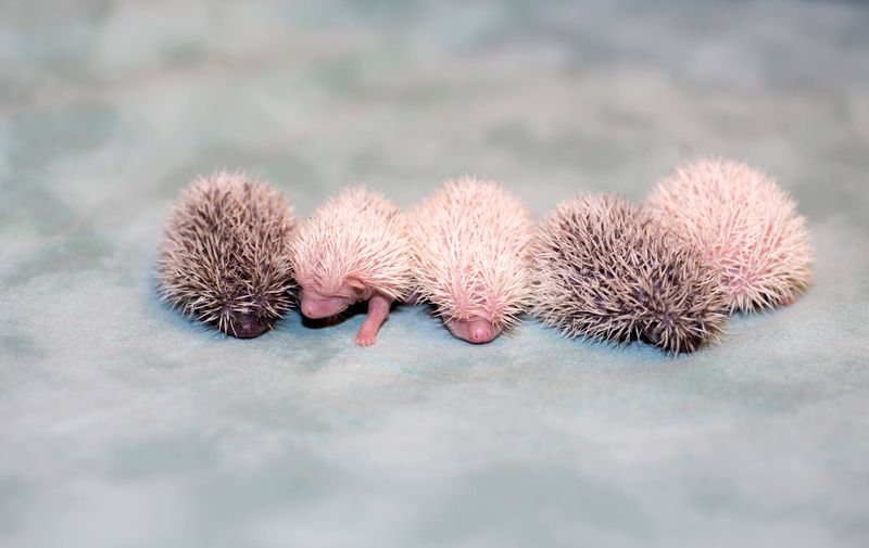 What is a hedgehog litter called?