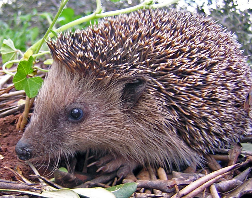 What is a hedgehog related to?