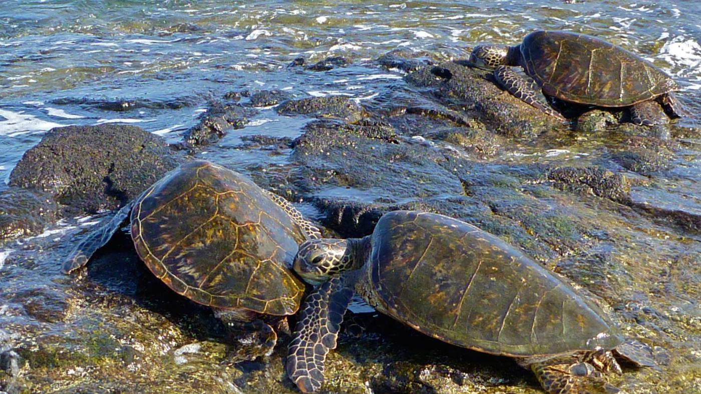 What is a herd of sea turtles called?