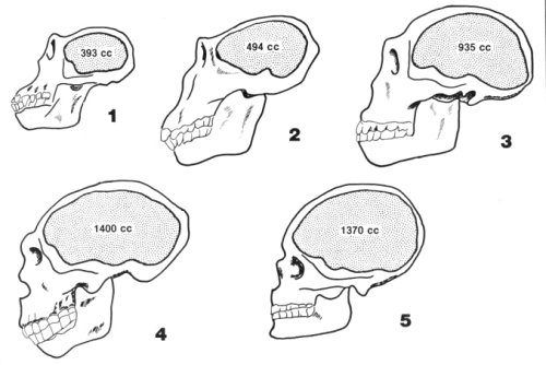 What is a hominid in biology?