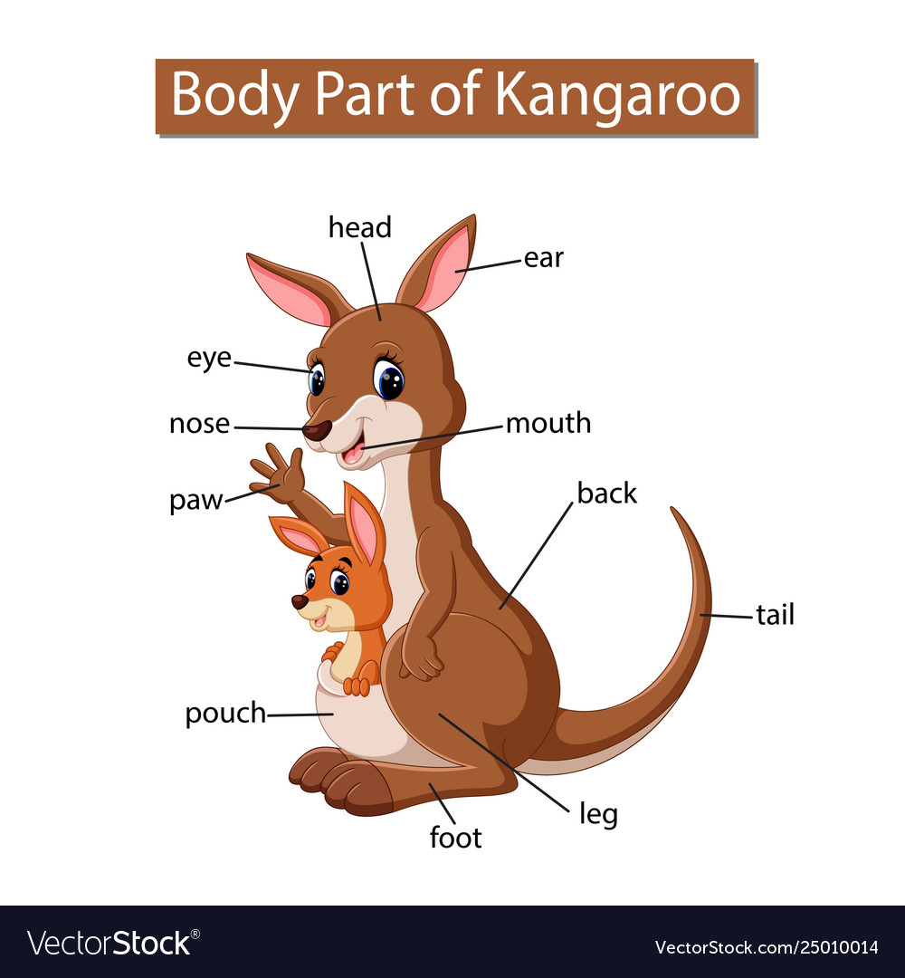 What Is A Kangaroo Body System 2022 Animalia Life Club   What Is A Kangaroo Body System 