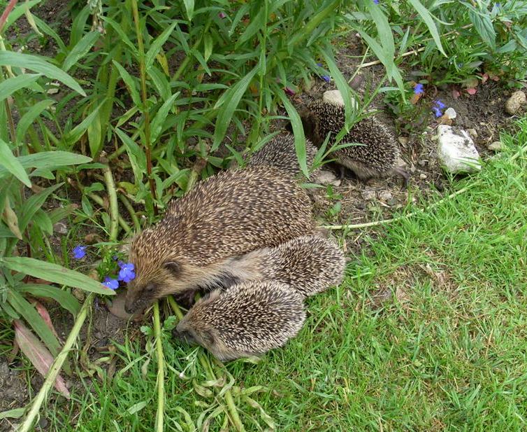 What is a litter of hedgehogs called?