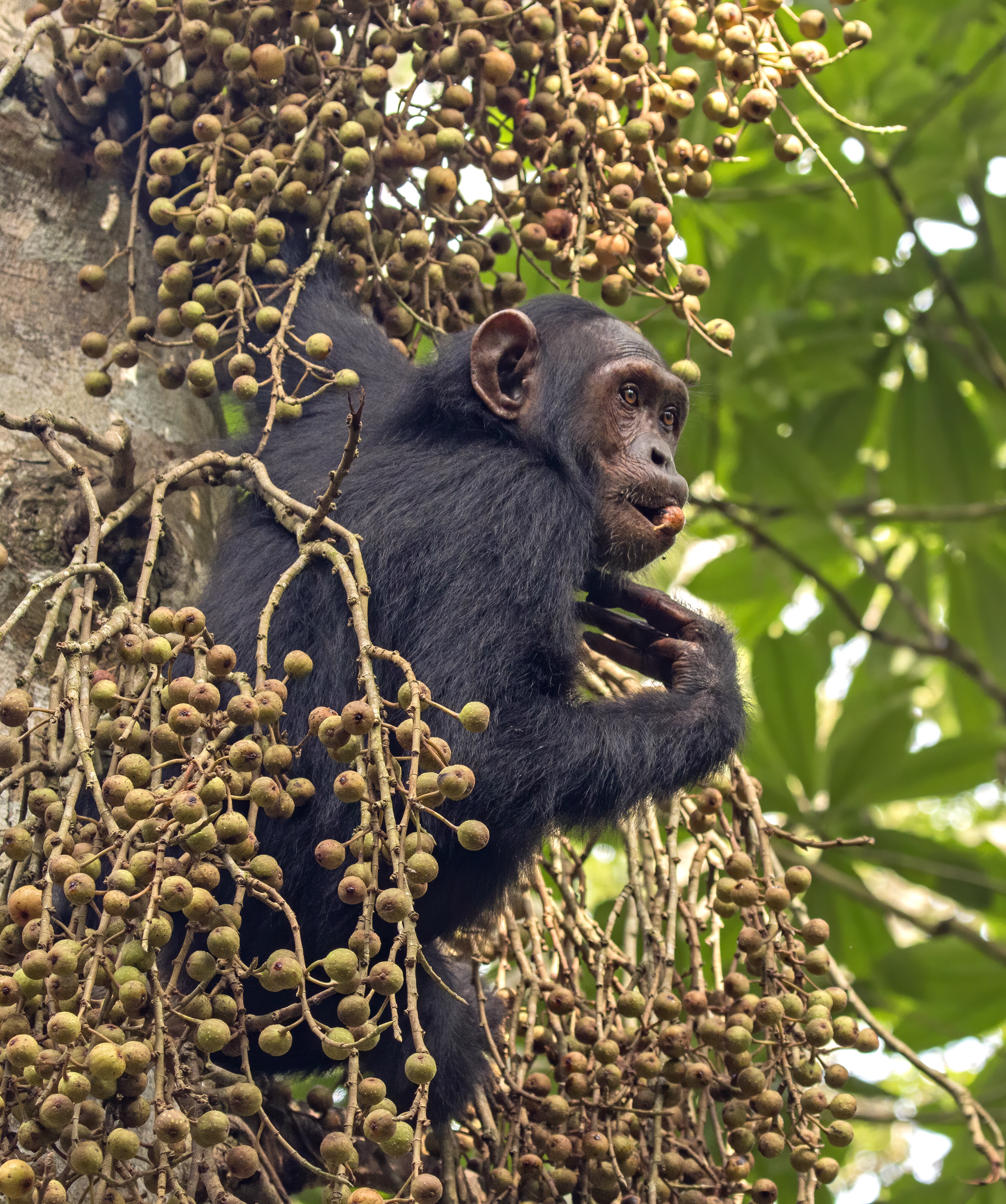 What is a male chimp called?