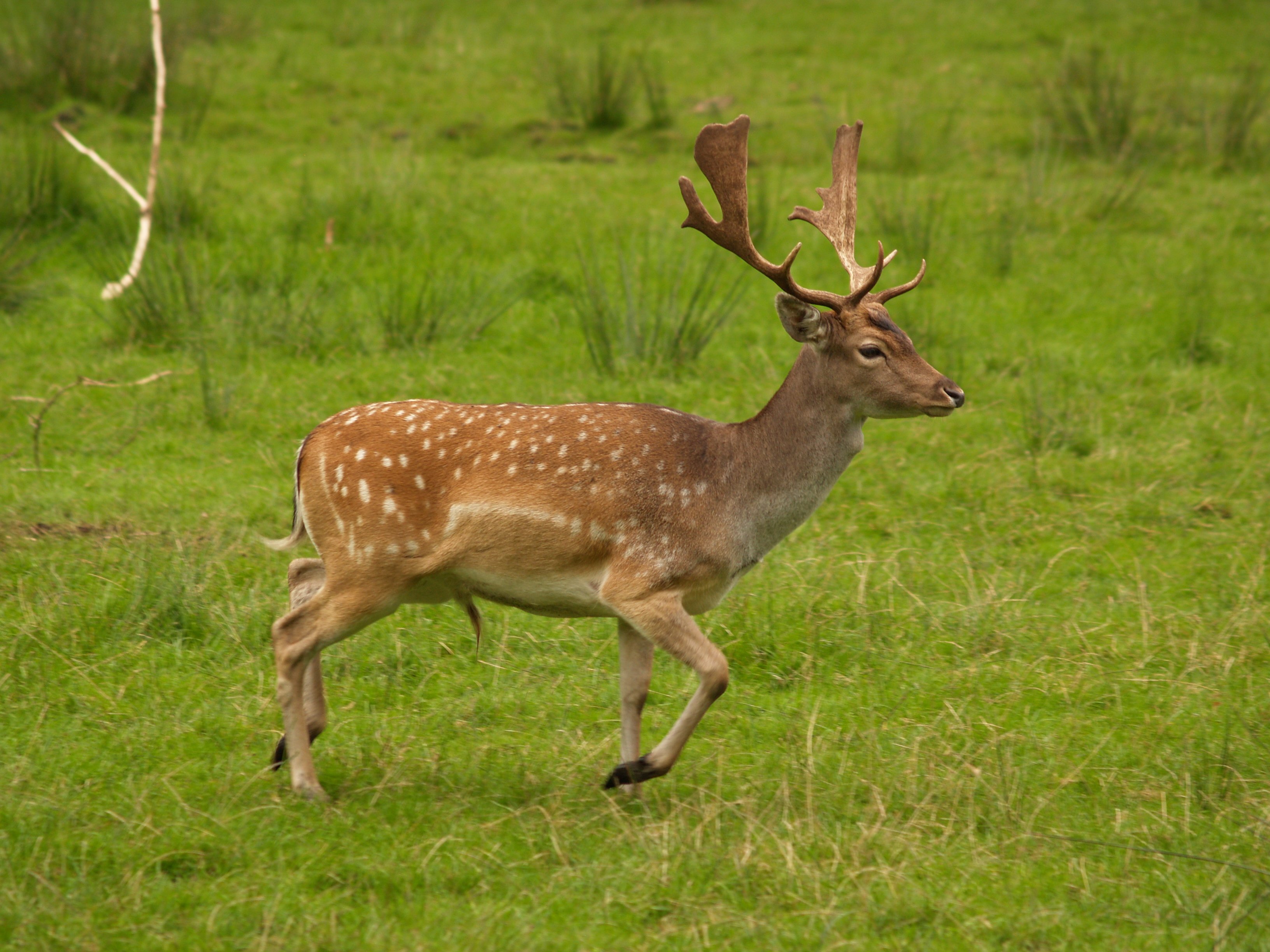 What is a male deer called in Europe?