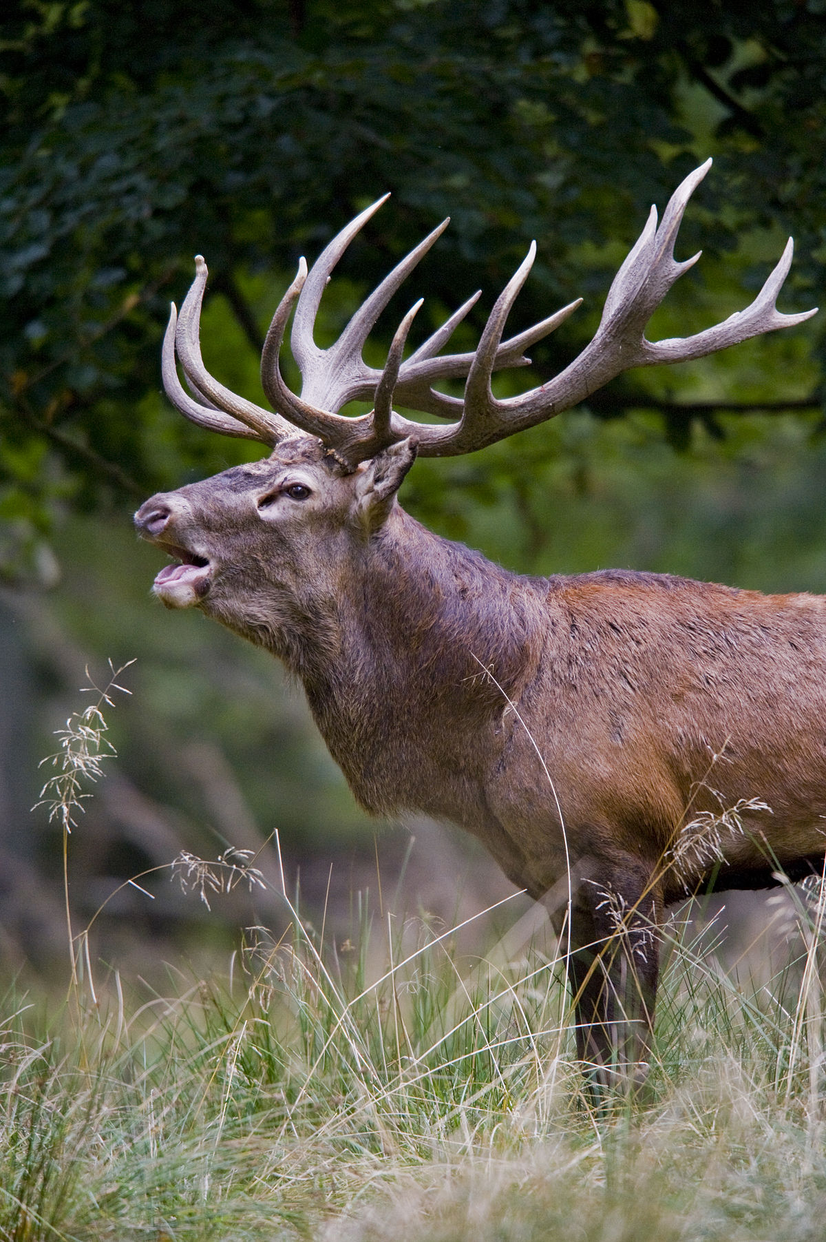 What is a male deer called with horns?