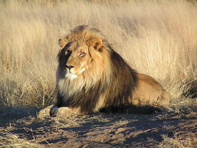 What is a male lion called in English?