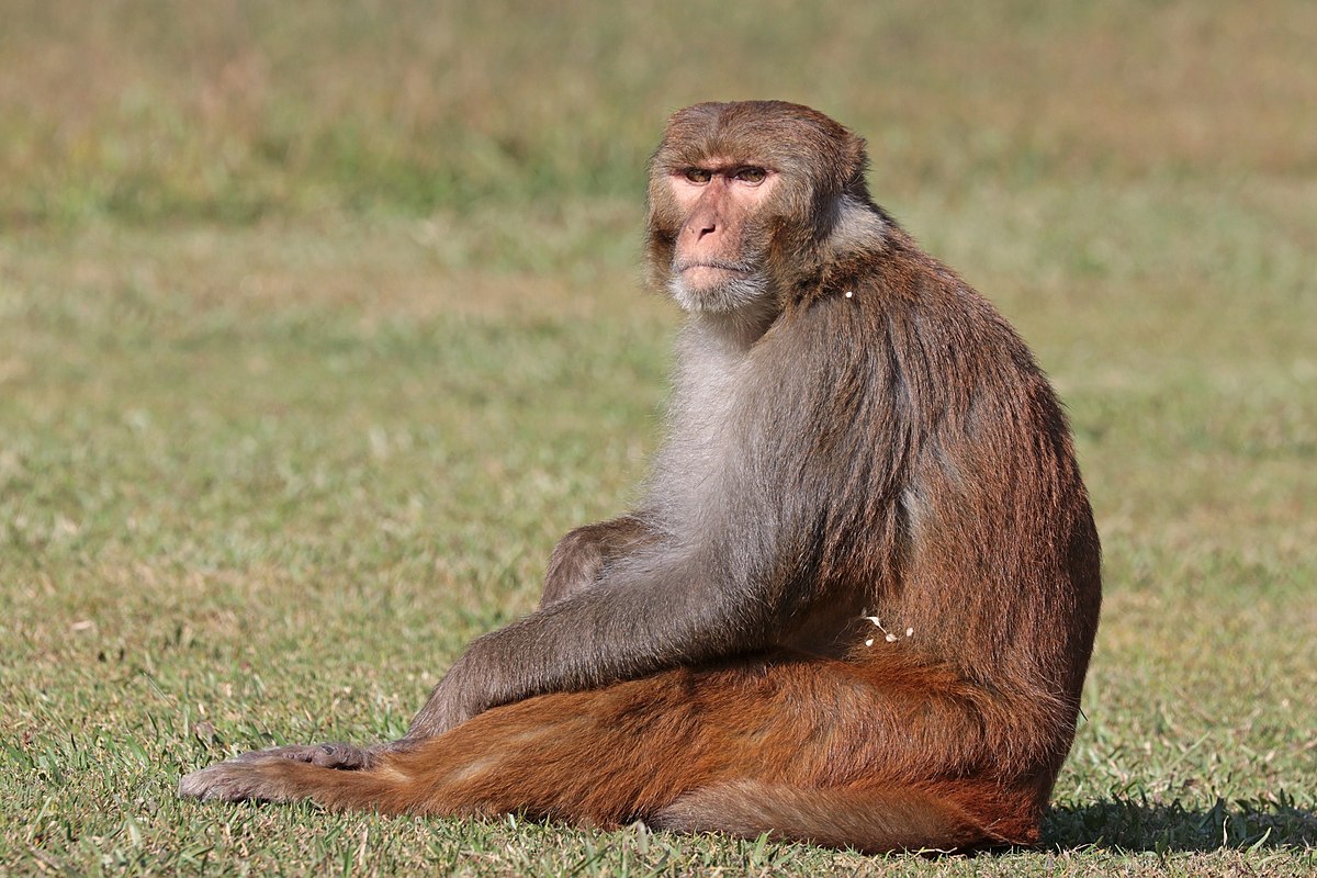 What is a male monkey called?