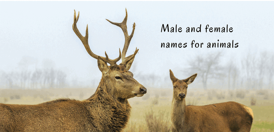 What is a male or female deer called?