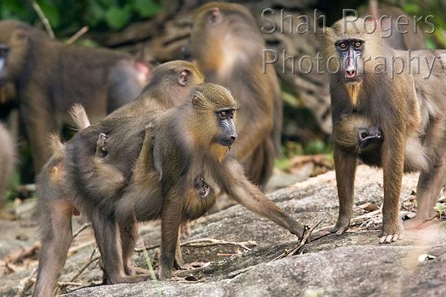 What is a mandrill Horde?