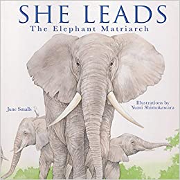 What is a matriarchal elephant?