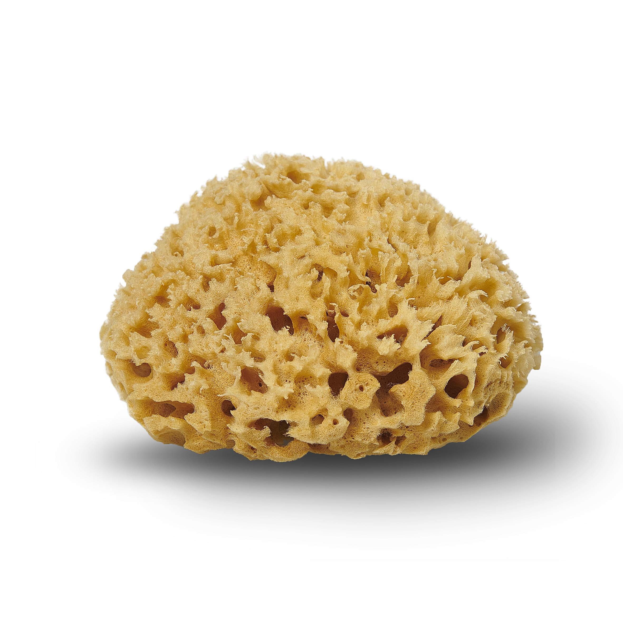 What is a Mediterrean Sea sponge?